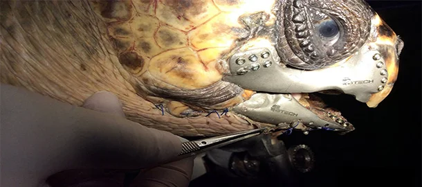 نجات لاک‌پشت با پرینتر سه‌بعدی - تکفارس 