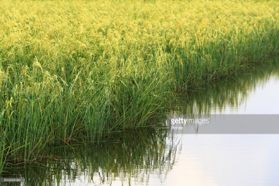 برنج با قابلیت رشد در آب شور - تکفارس 