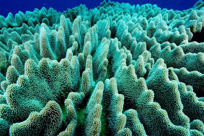 پلاستیک‌ها چگونه بر زندگی مرجان‌ها تاثیر می‌گذارند؟ - تکفارس 