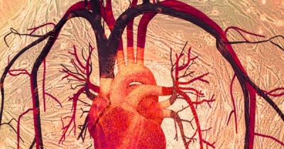 پچ سلول های بنیادی که قلب های آسیب دیده را مداوا می‌کند - تکفارس 