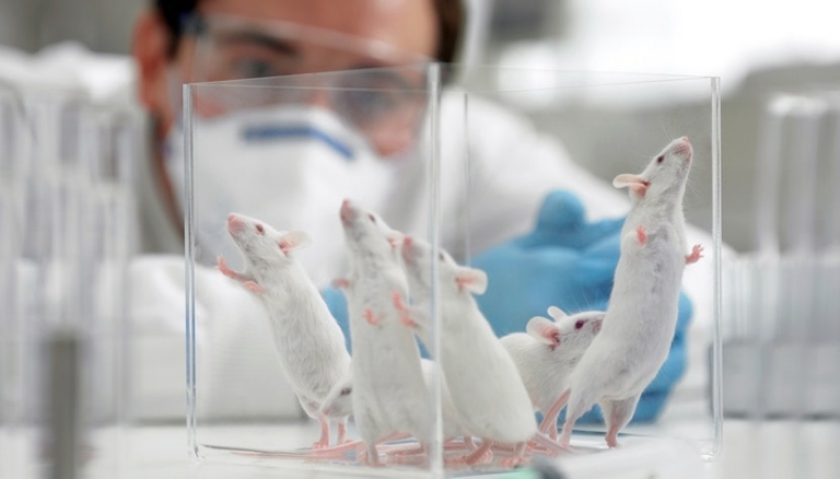 دانشمندان بافت مغزی انسان را در موش‌ها رشد می‌دهند - تکفارس 
