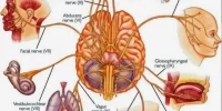 قرصی که آنفولانزا را در ۲۴ ساعت نابود می‌کند - تکفارس 