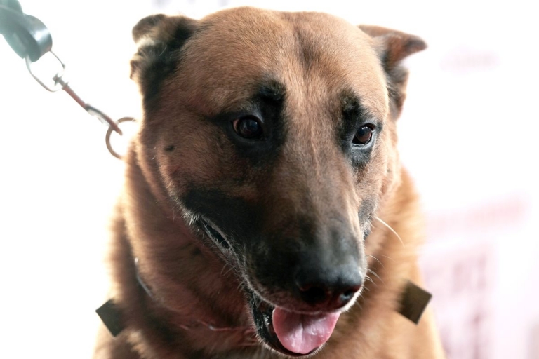 دپارتمان پلیس در ایالات متحده، سگ‎ها را برای ردیابی حافظه‎های یو‌اس‎بی تعلیم می‎دهد - تکفارس 