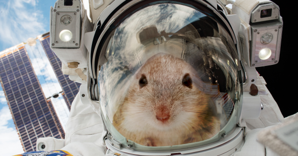 موش‌ها به کمک فضانوردان مریخی خواهند آمد - تکفارس 