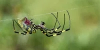 عنکبوت جهنده پس از چند روز زجرآور در گوش یک زن پیدا شد - تکفارس 