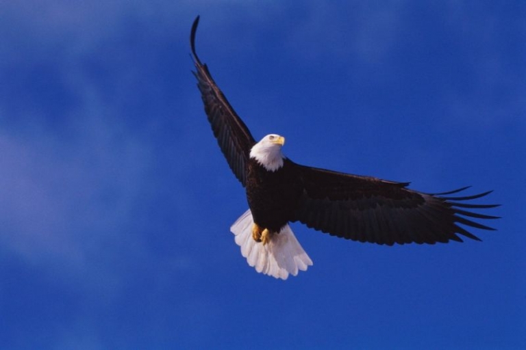 گلایدری که مانند عقاب بر روی جریان‌های هوای گرم پرواز می‌کند - تکفارس 