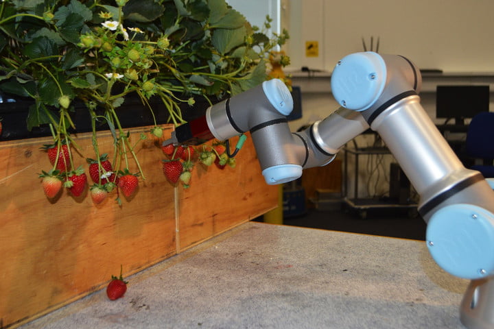 برداشت محصولات کشاورزی با ربات‌های متخصص - تکفارس 