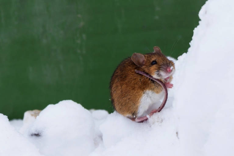 ایجاد موش‌های مقاوم در برابر مواد مخدر توسط ویرایش ژن CRISPR - تکفارس 