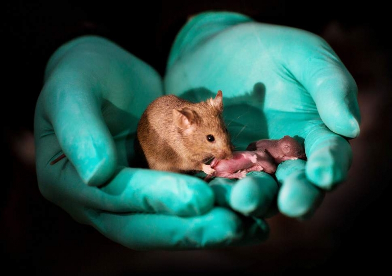موش‌هایی که بوسیله‌ی سلول‌های بنیادی از دو موش ماده بوجود آمدند - تکفارس 