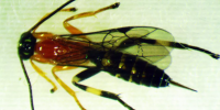 تغییرات آب و هوایی زندگی حشرات را تهدید می‌کند - تکفارس 