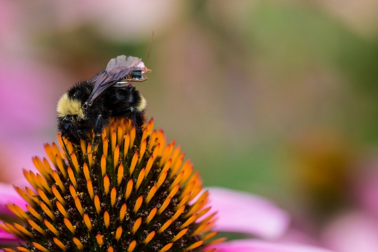 ایجاد پلتفرم پروازی بی سیم با کمک زنبور عسل - تکفارس 