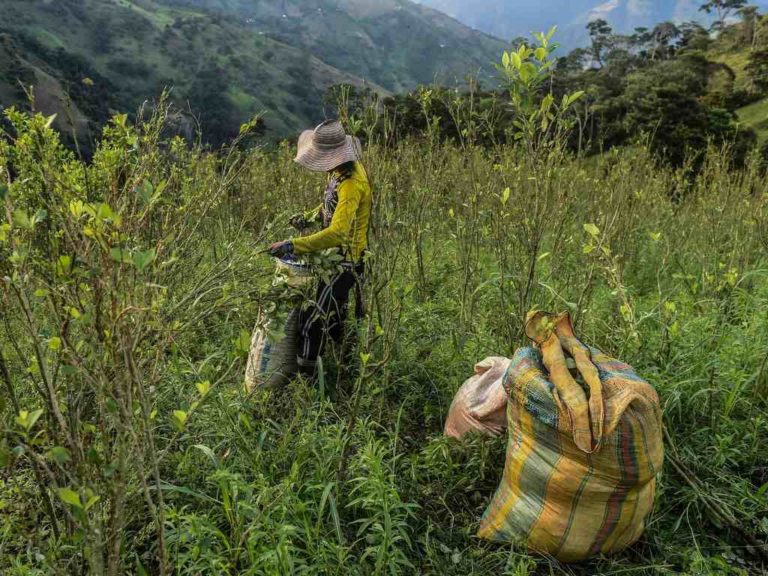 کوکائین منجر به جنگل‌زدایی، تغییرات اقلیمی و مهاجرت می‌شود - تکفارس 