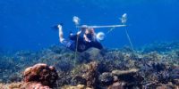  "قراردادن بلندگو‌ها در زیر آب می‌تواند به احیای صخره‌های مرجانی کمک نماید"