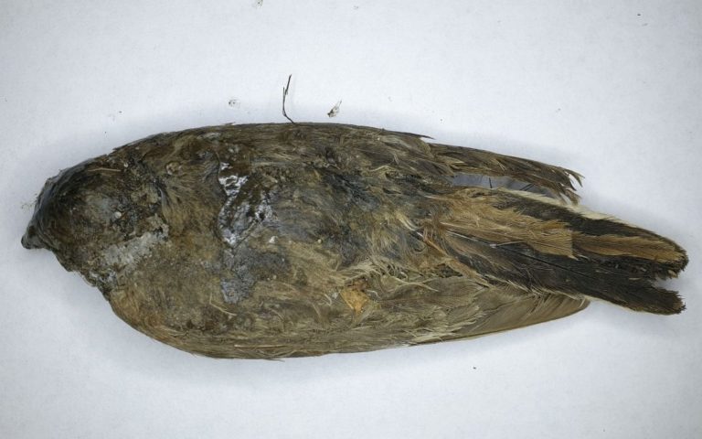 کشف لاشه پرنده ۴۶۰۰۰ ساله در سیبری - تکفارس 