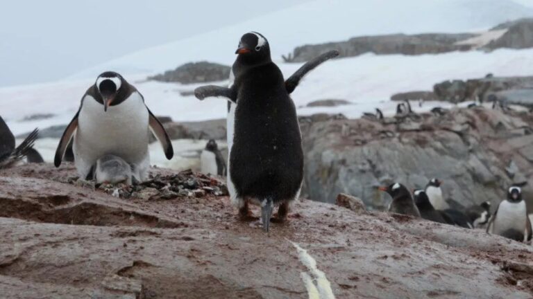 تحقیق روی پنگوئن‌ها دانشمندان را دچار سردرد کرده است - تکفارس 