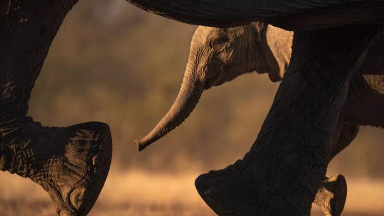 مرگ اسرارآمیز صدها فیل در آفریقا - تکفارس 