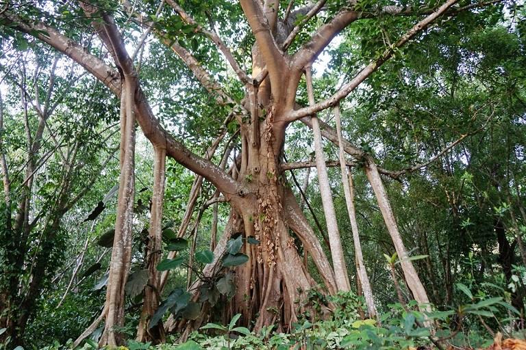 Banyan-Strangler-Fig-Tree