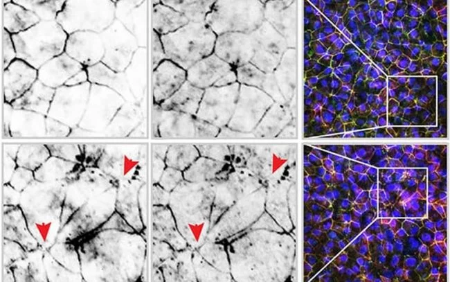 Gut-Cells-and-Vaping