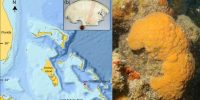 600-Year-Old-Marine-Sponge