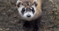 black-footed ferret