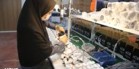زیست فناوری ایران سلامت
