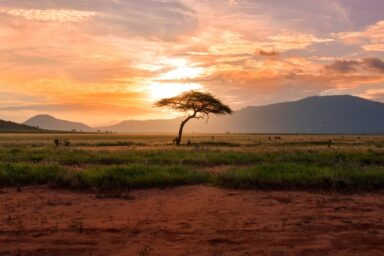 جف بیزوس آفریقا درخت