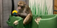 شکایت از شرکت نورالینک به خاطر انتقال غیربهداشتی سنسورهای خارج شده از مغز میمون ها به بیرون - تکفارس 