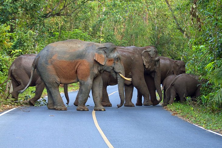 فیل های وحشی پارک ملی Khao Yai تایلند