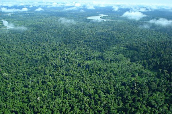 جنگل هاراپان در اندونزی جنگل های بارانی