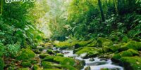 بهترین جنگل های جهان برای گردشگری "با زیباترین جنگل های بارانی جهان آشنا شوید"