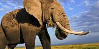 فیل ها "احتمال رام شدن فیل ها توسط خودشان در حال افزایش است"