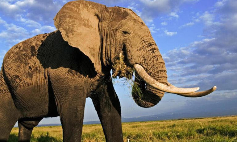 فیل ها "احتمال رام شدن فیل ها توسط خودشان در حال افزایش است"