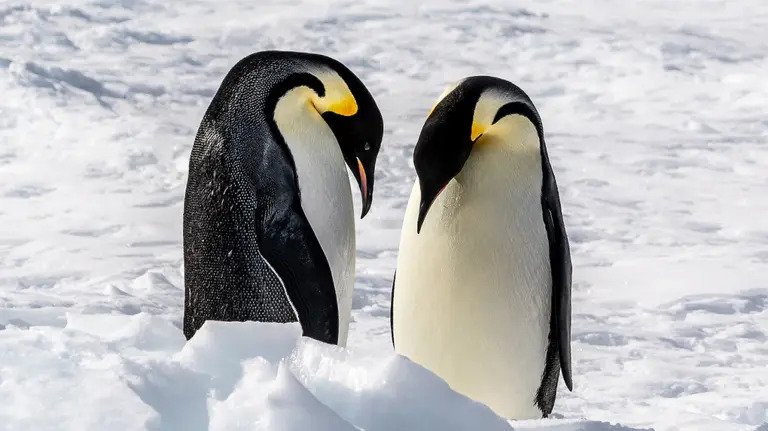 پنگوئن امپراطور