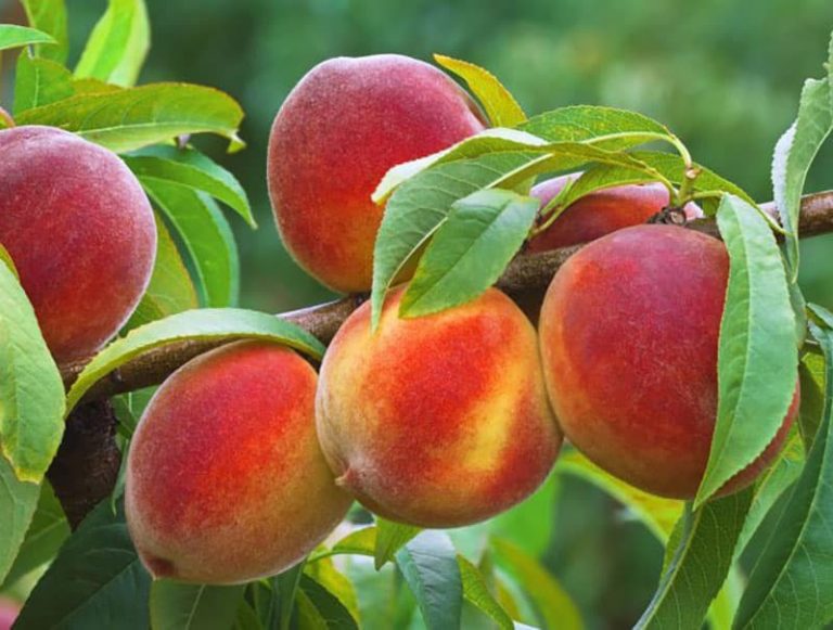 چه عواملی در افزایش باردهی نهال میوه تاثیر دارد - تکفارس 