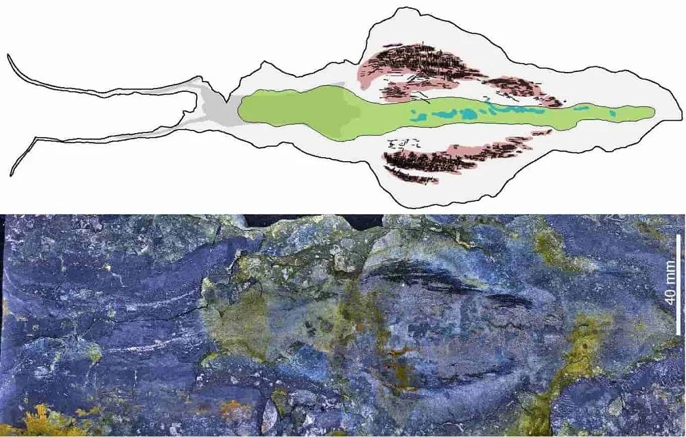 کشف فسیل یک کرم غول‌پیکر ۵۱۸ میلیون ساله در گرینلند - تکفارس 